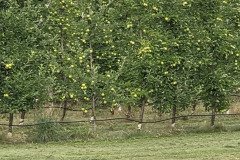 Apple orchard outside Marjim Manor