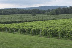 Grapes at Azure Hill