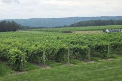 Grapes at Keuka
