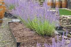 Not True Lavendar but, in fact, Russian Sage