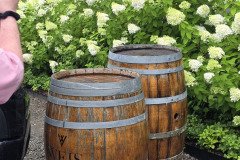 Limelight Hydrangea at Weiz Winery