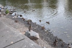 Canal Ducks